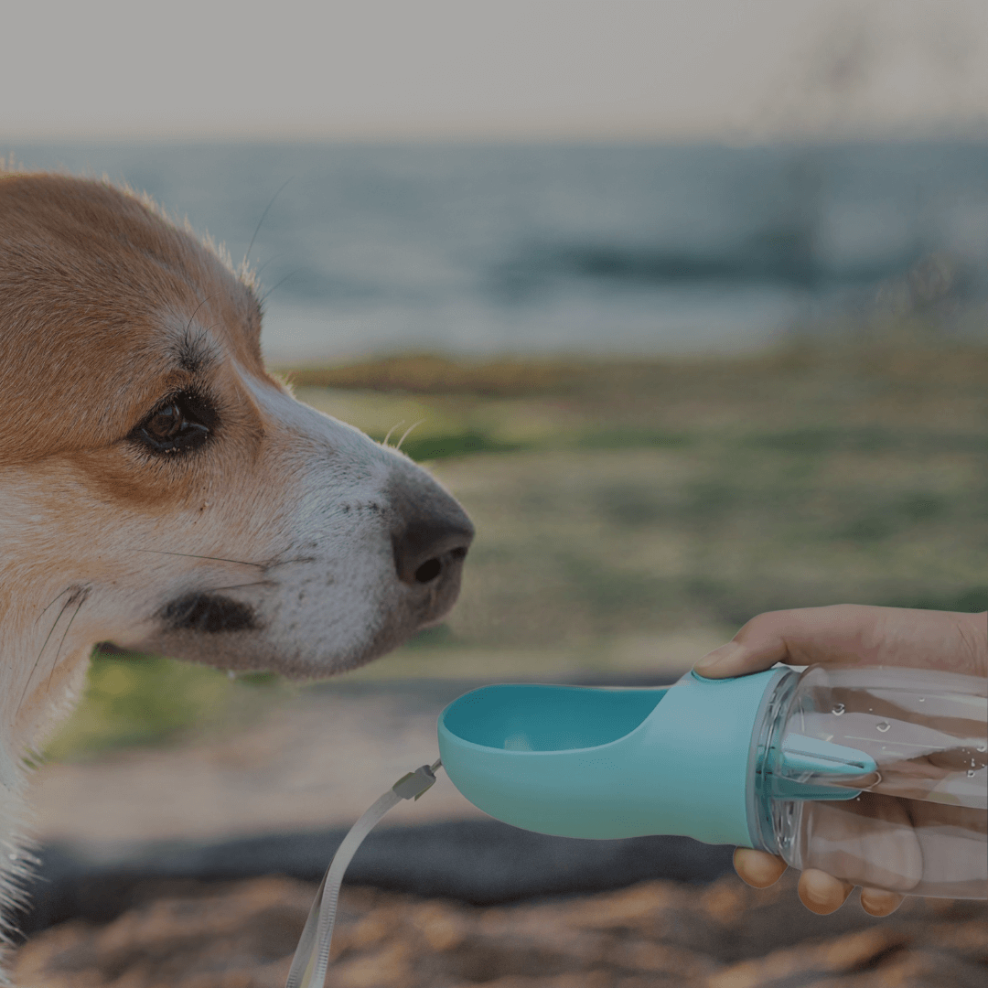 NexaPet Bottle – Botella portátil 2 en 1 para mascotas