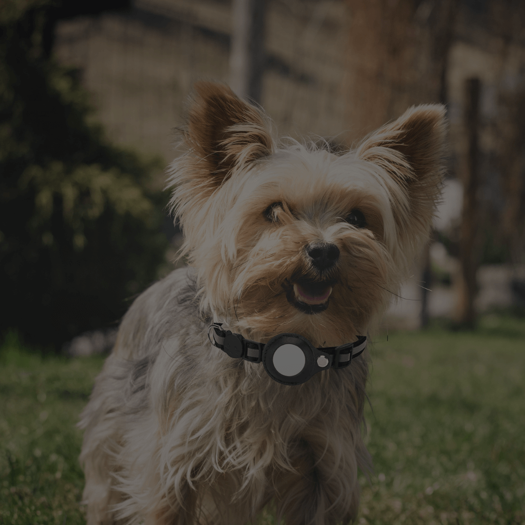 NexaTag Pet – Rastreador inteligente para mascotas con collar incluido